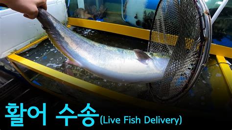 live fish australia|live fish delivery.